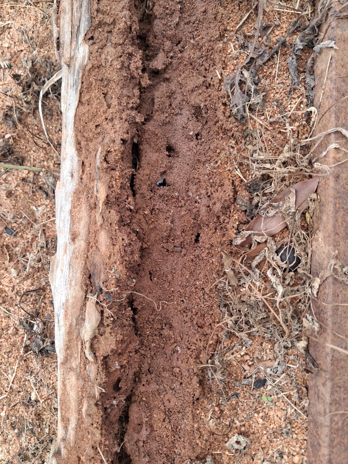 Foundation trench termite barrier installation